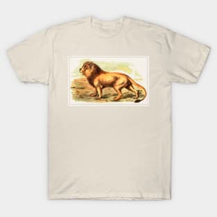 Lion Illustration T-Shirt